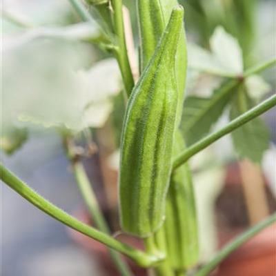 Okra