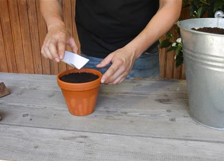 Estragon - Aussäen von Samen Estragon - Aussäen von Samen