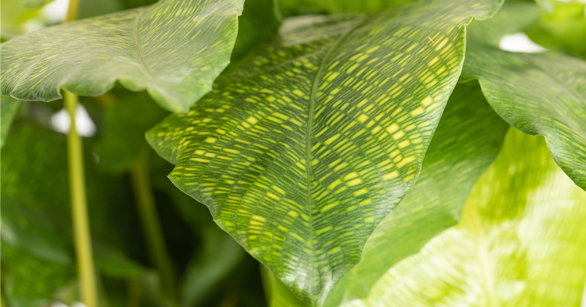 calathea black lipstick Calathea Dottie | Pet-Friendly Indoor Plant main image 1
