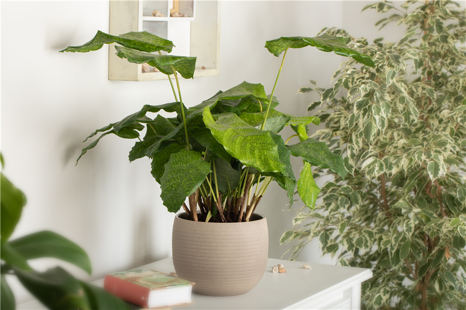 Calathea-musaica-Network-1200x630-proportionalbiggest.webp
