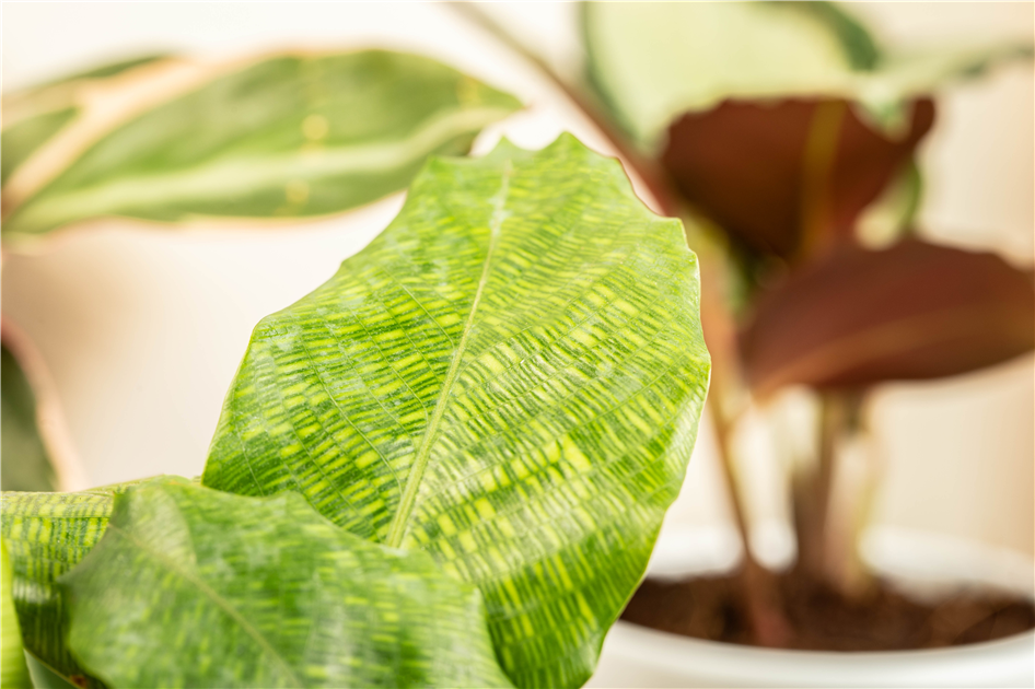 Calathea-musaica-Network-1200x630-proportionalbiggest.webp