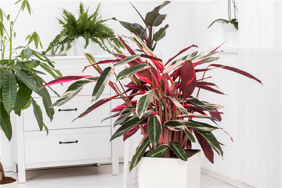 Calathea-Triostar-1200x630-proportionalbiggest.webp