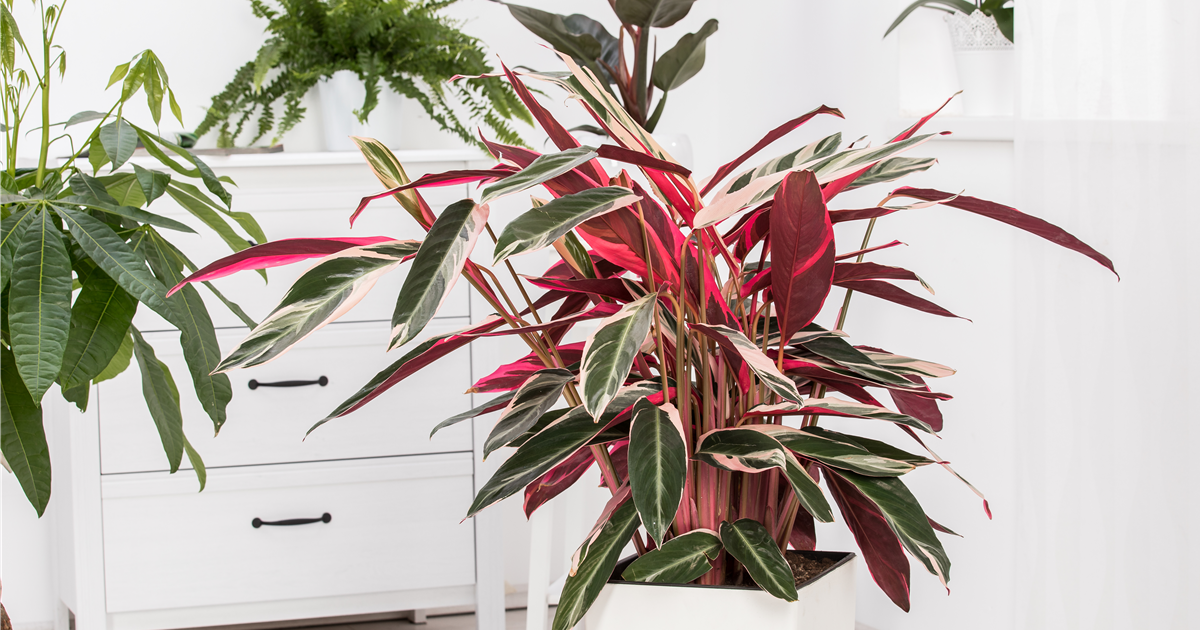 calathea orange Calathea Crocata 'Eternal Flame'  Rooted & Co
