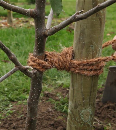 Von klein auf – Bäume pflanzen im eigenen Garten