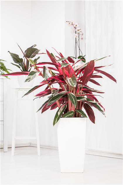 monstera deliciosa sonne Groe Monstera | Monstera deliciosa