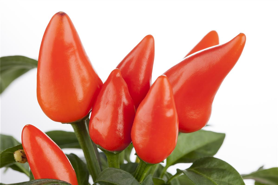 Feuerküsschen Feuerküsschen