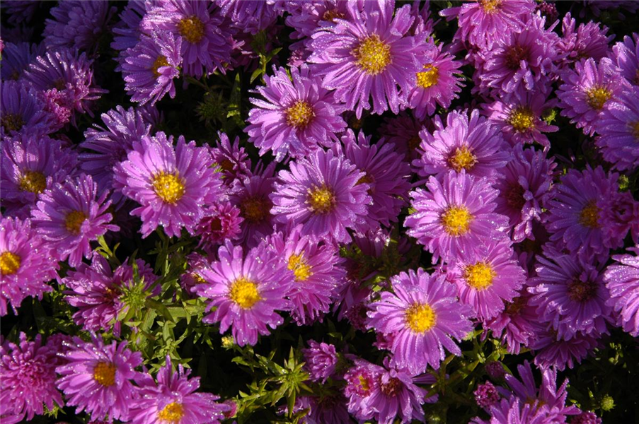 Garten-Kissen-Aster 'Kassel' Garten-Kissen-Aster 'Kassel'