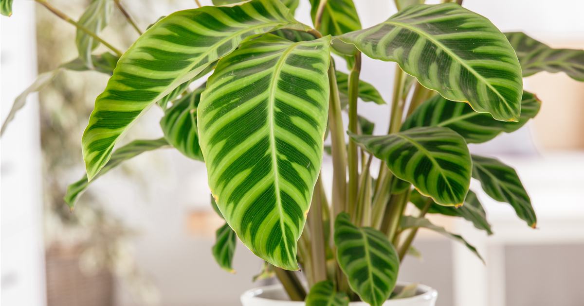 Calathea zebrina, Korbmarante
