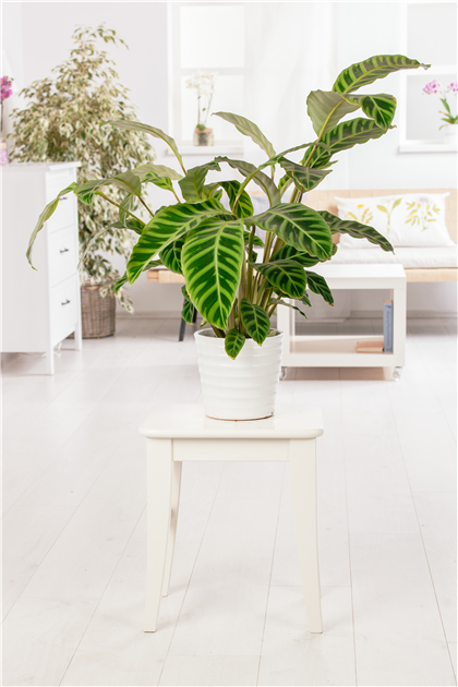 erde für dracaena Hochwertiges Drachenbaum Substrat kaufen main image 1