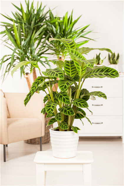 Calathea zebrina, Korbmarante
