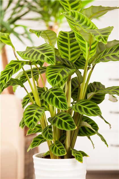 Calathea zebrina, Korbmarante