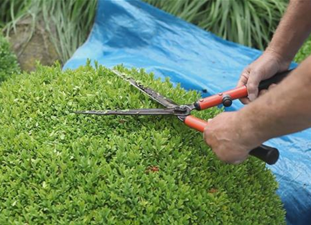 Buchsbaum - Zurückschneiden