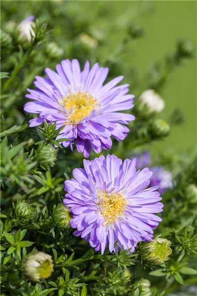 Garten-Kissen-Aster 'Prof. Anton Kippenberg'