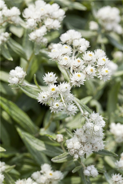 Himalaya-Perlkörbchen