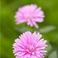 Aster dumosus, rosa