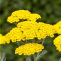 Achillea tomentosa 'Golden Fleece'
