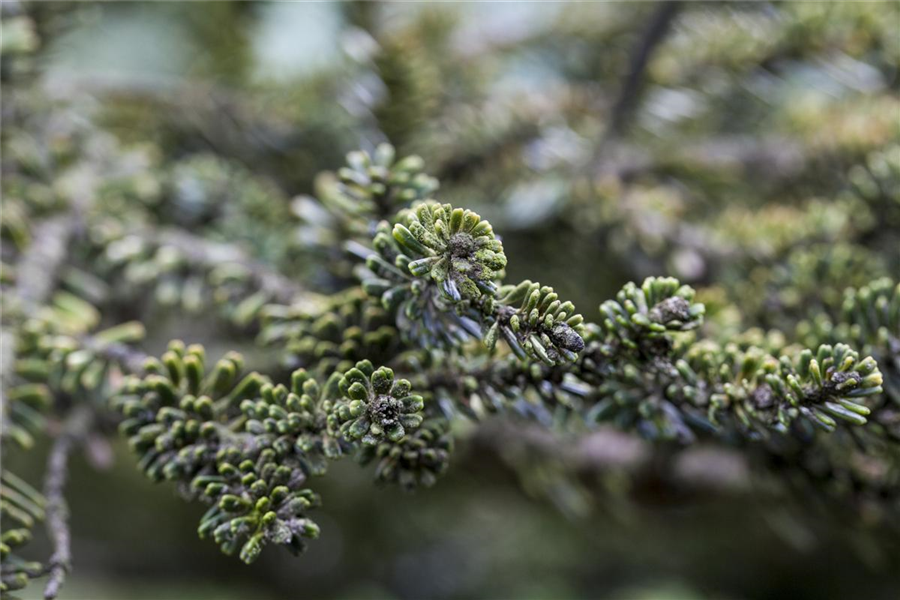 Koreatanne 'Kohouts Icebreaker'®