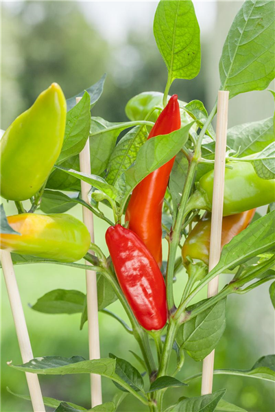 Paprika 'Snack-Paprika' Paprika 'Snack-Paprika'