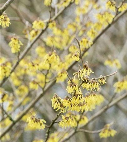 Hecken pflanzen: Von lebenden Zäunen im Garten