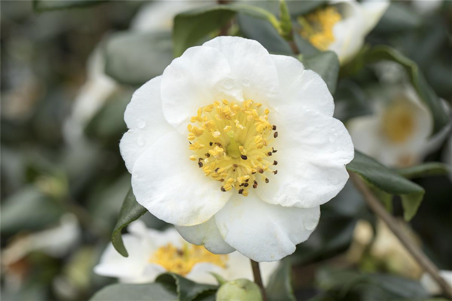 Teepflanze Teepflanze