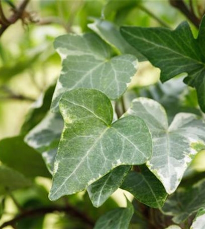 Fassadenbegrünung – Klettern und Ranken am Haus