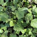 Acmella oleracea