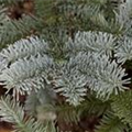 Abies procera