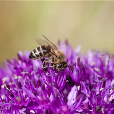 Ein Blumenbeet als Bienenweide anlegen – so geht‘s