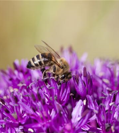 Der Gemüsegarten: Leckere Ernte und dekorative Blüte