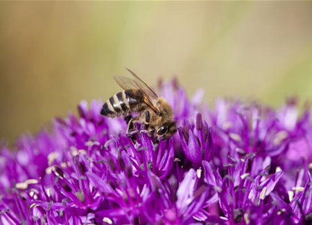 Ein Blumenbeet als Bienenweide anlegen – so geht‘s