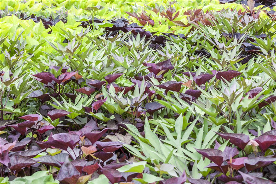 Rote Beete 'Rote Kugel'