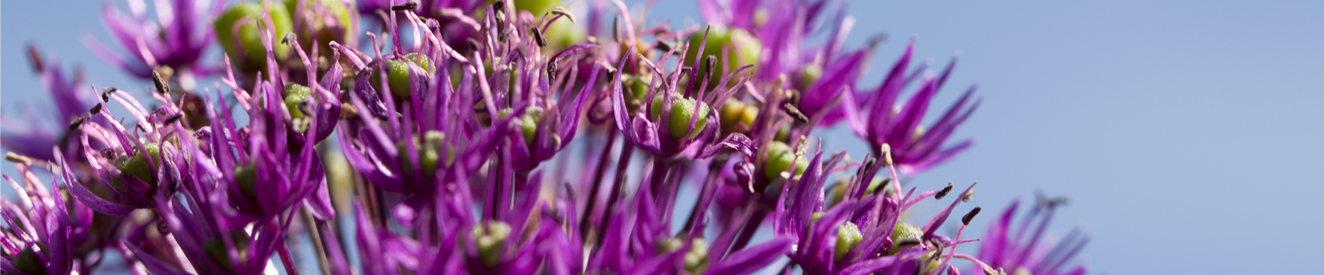 Allium aflatunense