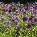 Allium giganteum