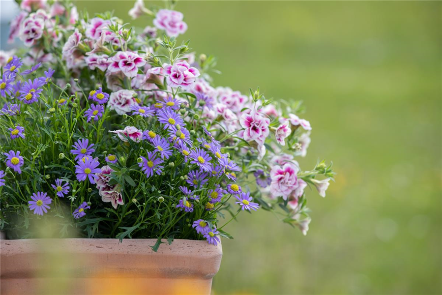 Blaues Gänseblümchen 'Mauve Delight'