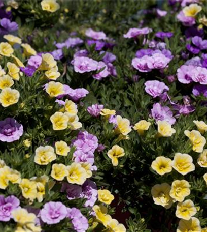 Farbe bekennen macht im Garten richtig Spaß!
