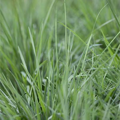 Gewöhnliches Zittergras Gewöhnliches Zittergras