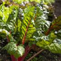 Beta vulgaris var. cicla, rot