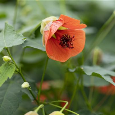Schönmalve 'Red Trumpet'