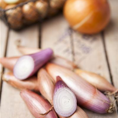 Schalotten Schalotten