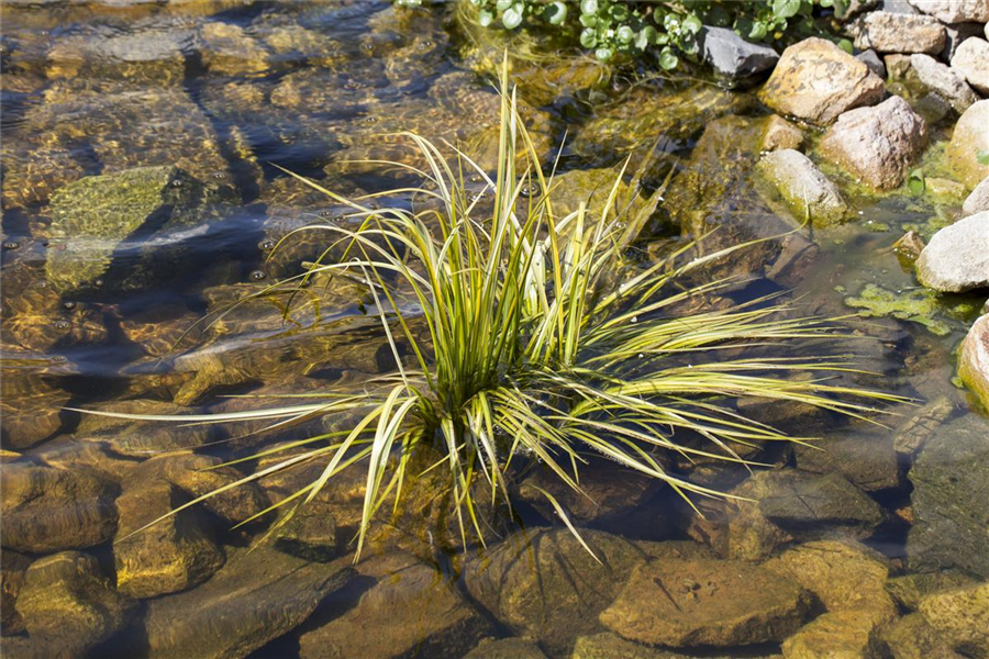 Grasartiger Kalmus Grasartiger Kalmus