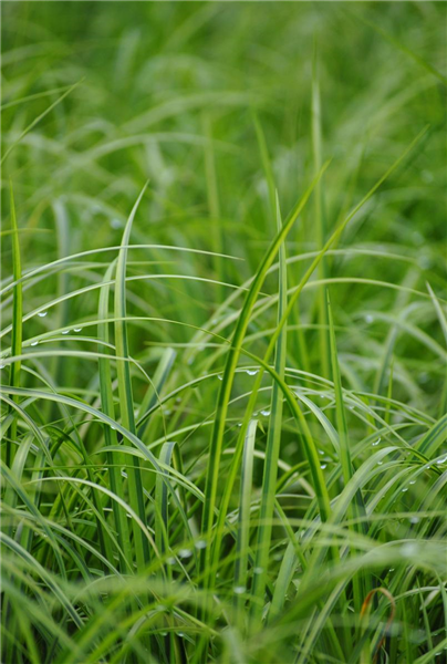 Grasartiger Garten-Kalmus 'Ogon' Grasartiger Garten-Kalmus 'Ogon'