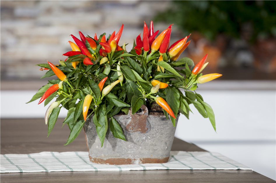 Capsicum annuum, deko, Zierpaprika