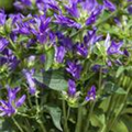 Campanula glomerata