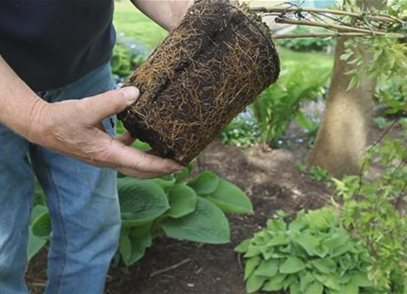 Clematis - Einpflanzen im Garten Clematis - Einpflanzen im Garten
