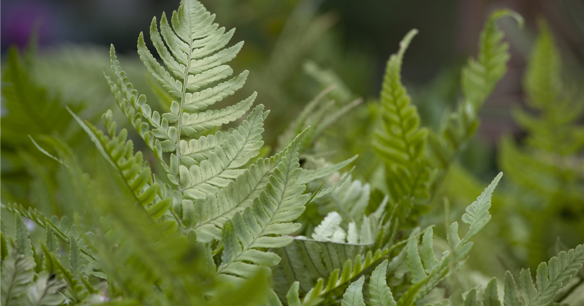 Dryopteris-erythrosora-1200x630-proportionalsmallest.webp