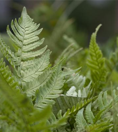 Keine Scheu vor Pflanzen im Badezimmer! Viele Gewächse fühlen sich hier superwohl.