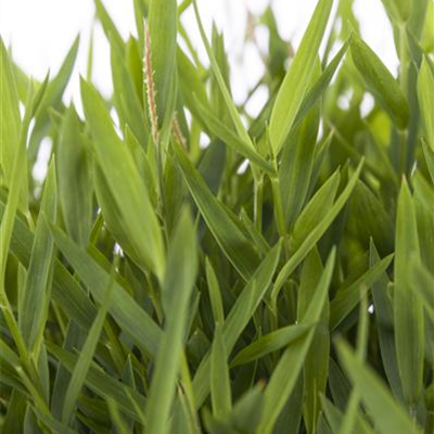 Zwergbambus Zwergbambus