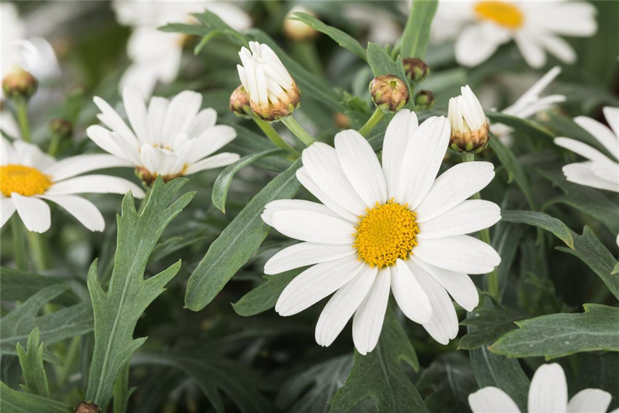 Strauchmargerite 'Maja Bofinger'