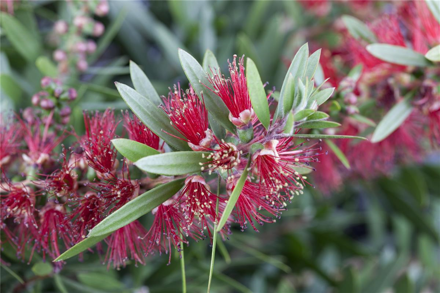 Zylinderputzer Zylinderputzer