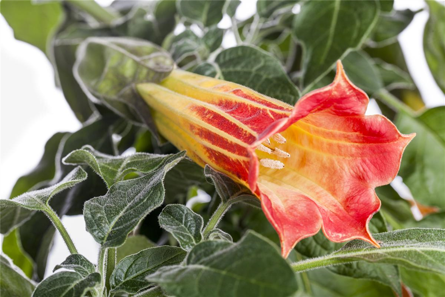 Duftende Engelstrompete Duftende Engelstrompete